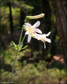 Lilly of The Feilds