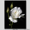 white rose.jpg (54148 bytes)